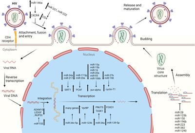 The diverse roles of miRNAs in HIV pathogenesis: Current understanding and future perspectives